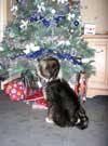 Maya checking the Christmas decorations