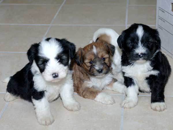 Lasang 2024 tibetan terriers