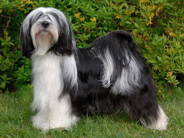 reg andrews tibetan terriers